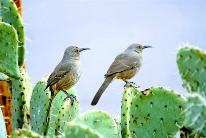 vogels op cactussen