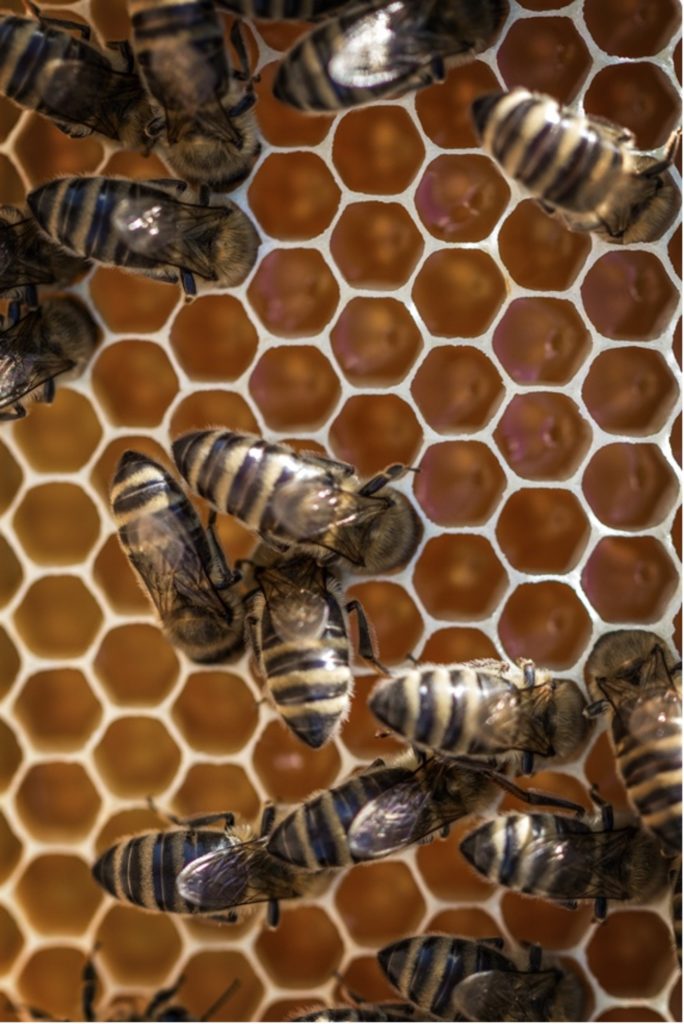 Honingraat, een vorm uit de natuur